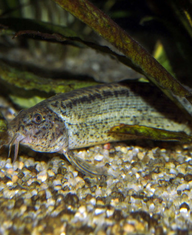 misgurnus_anguillicaudatus_maao_octobre_2018_photo_ff_017.jpg