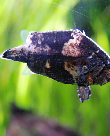 monocirrhus_polyacanthus.jpg