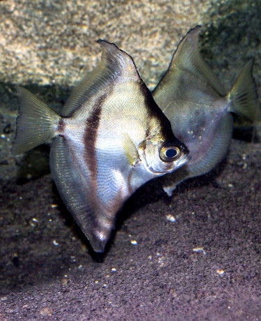 African sunfish - Monodactylus sebae