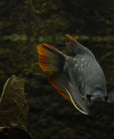 osphronemus_laticlavius.jpg
