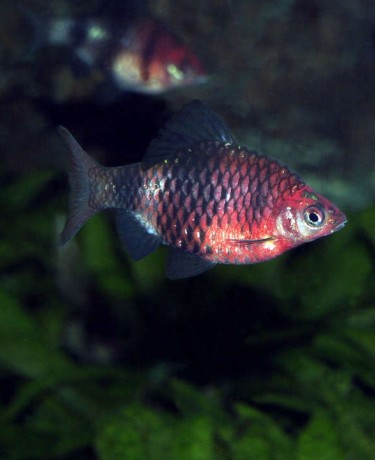 pethia_nigrofasciatus_male_adulte_maao_photo_ff_.jpg