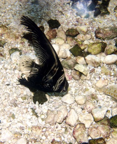 platax_batavianus_juvenile_maao_photo_ff_.jpg