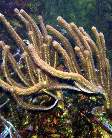 plexaurella_sp_maao_photo_ff_1889.jpg