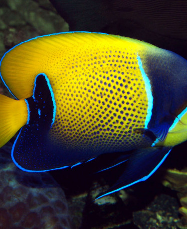 Pomacanthus navarchus adulte © Fréderic Fasquel