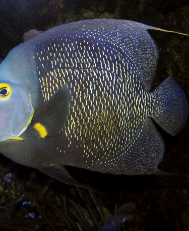 Pomacanthus paru adulte © Fréderic Fasquel