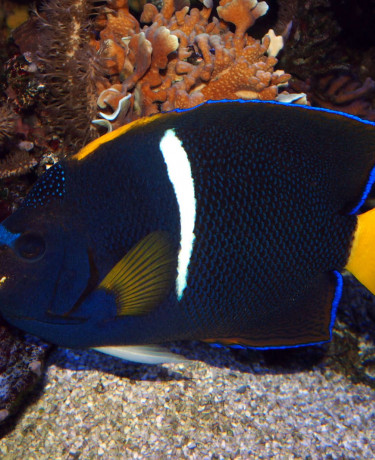 Pomacanthus passer adulte © Fréderic Fasquel