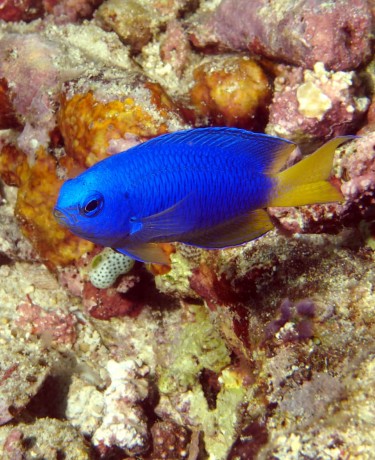 pomacentrus_coelestis_adulte_in_situ_photo_ffr.jpg