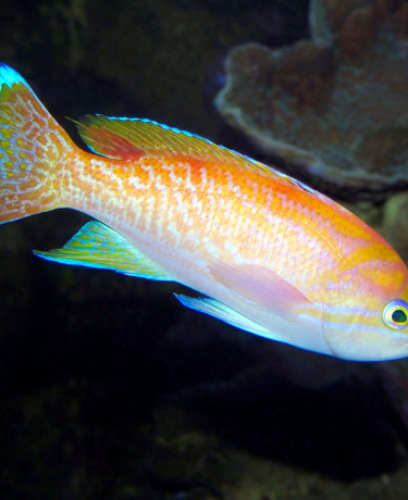 pseudanthias_bimaculatus_maao_photo_ff.jpg