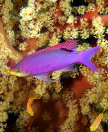 pseudanthias_tuka_male_adulte_in_situ_bohol_philippines_photo_ff_.jpg