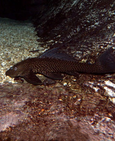 pterygoplichthys_anisitsi_adulte_maao_photo_ff_thai_dec_19_2011.jpg