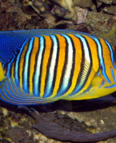 Pygoplites diacanthus adulte de Mer Rouge © Frédéric Fasquel.jpg