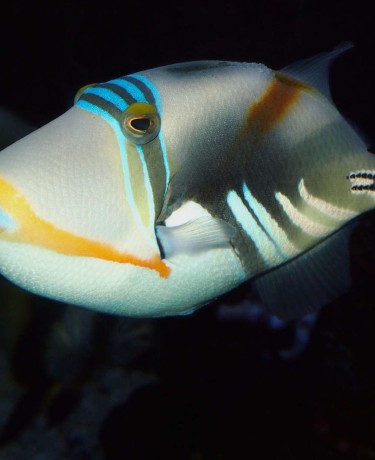 Rhinecanthus aculeatus © Fréderic Fasquel