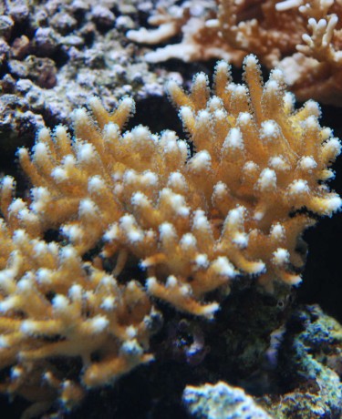 seriatopora_caliendrum.jpg