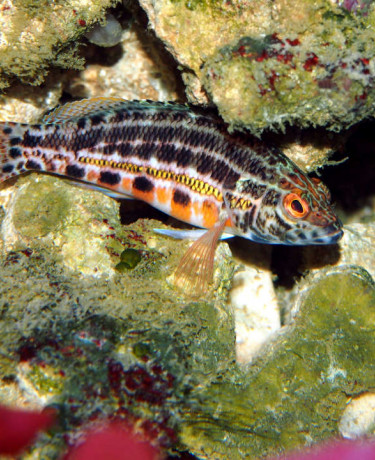 serranus_baldwini_maao_photo_ff_1897.jpg