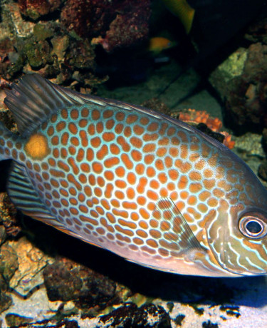 Siganus guttatus jeune adulte © Fréderic Fasquel