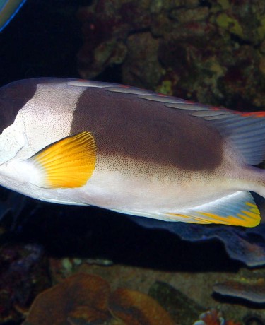 Siganus magnifica adulte © Fréderic Fasquel