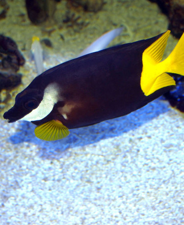Siganus uspi