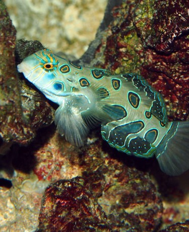 Synchiropus picturatus male adulte © Fréderic Fasquel