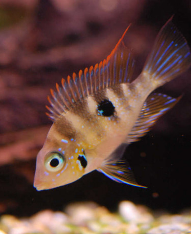 Thorichthys aureus