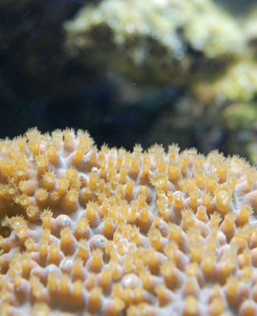 tubinaria_reniformis.jpg