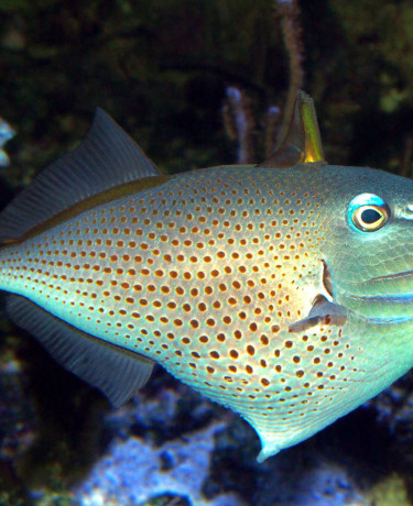 Xanthichthys ringens adulte toutes nageoires déployées, une dorsale et le vestige du premier rayon anal © Fréderic Fasquel