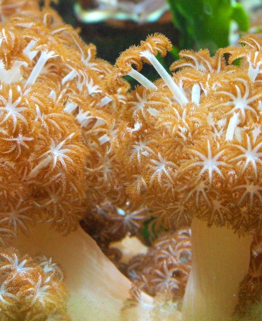 xenia_elongata.jpg