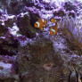 vignette_anemone_clown