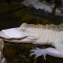 Alligator du Mississippi albinos