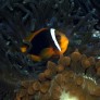 Amphiprion frenatus