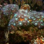 Duncanopsammia axifuga
