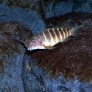 Eretmodus cyanostictus