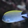 Genicanthus melanospilos