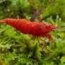 Neocaridina davidii