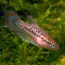 Trichopsis pumila