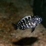 Tropheus duboisi