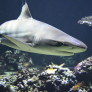 Requin