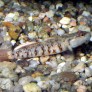 Photo d'un Rhinogobius zhoui