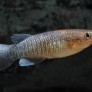 Photo de Pachypanchax arnoulti