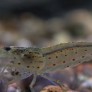 Crevette Amano