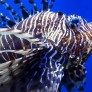 Poisson Lion