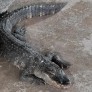 Alligator du Mississippi