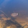 Tetra aux yeux rouges - Bario oligolepis