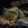 Acara maroni - Cleithracara maronii 