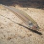 Poisson couteau de verre - Eigenmania virescens