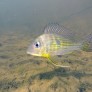 Perle du Suriname - Geophagus surinamensis