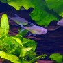 Tetra doré - Hemigrammus rodwayi