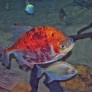 Myloplus asterias