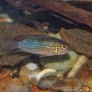 Cichlidé à tête d'or -  Nannacara aureocephalus