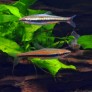 Poisson-crayon - Nannostomus beckfordi