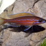 Paracyprichromis nigripinnis "blue neon"